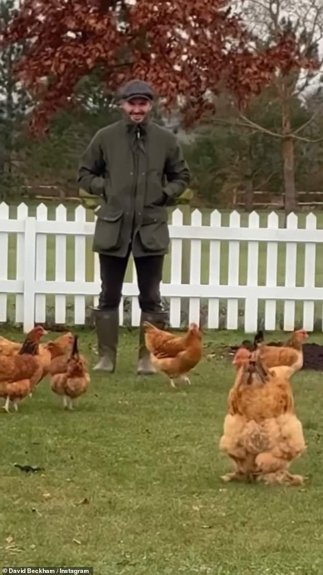 David Beckham, 48, revelou que adicionou três novas galinhas ao seu rebanho de galinhas em sua fazenda de £ 6 milhões em Cotswolds na terça-feira