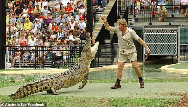 Já se passaram quase duas décadas desde a morte de Steve Irwin e muitos fãs online acreditam ter visto imagens da tragédia.  Na foto: Steve Irwin alimentando um crocodilo no Zoológico da Austrália